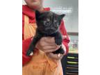 Adopt Kakuna a All Black Domestic Mediumhair / Domestic Shorthair / Mixed cat in