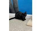 Adopt Inky a All Black Domestic Mediumhair / Domestic Shorthair / Mixed cat in