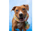 Adopt Pember a Brown/Chocolate Mixed Breed (Medium) / Mixed dog in Atlanta