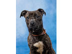 Adopt Sasha Fierce a Brown/Chocolate American Pit Bull Terrier / Mixed Breed