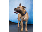 Adopt Shy Girl a Brown/Chocolate Mixed Breed (Medium) / Mixed dog in Atlanta
