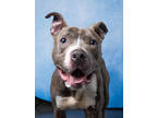 Adopt Rocco a Gray/Blue/Silver/Salt & Pepper American Pit Bull Terrier / Mixed