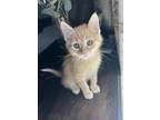 Adopt Rupert a Orange or Red Domestic Shorthair / Domestic Shorthair / Mixed cat