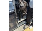 Adopt Alvin a Black Labrador Retriever / Mixed dog in HARRISONVILLE