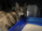 Adopt Biscuit a Brown Tabby Domestic Shorthair / Mixed Breed (Medium) / Mixed