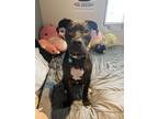 Adopt Douglas a Black - with White American Pit Bull Terrier / American