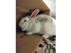 Adopt Mrs. Peter cottontail a White Satin / Satin / Mixed (short coat) rabbit in
