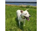 Adopt Jake a White Labrador Retriever / Jack Russell Terrier / Mixed dog in New
