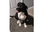 Adopt Bruno a Black - with White Labrador Retriever / Mixed dog in Toledo