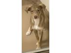 Adopt baisley a Tan/Yellow/Fawn Mixed Breed (Medium) / Mixed dog in Natchez