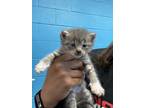 Adopt Bill Nye The Science Guy TCR14/15 4/11/24 a Gray or Blue Domestic Longhair