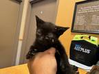 Adopt 55825118 a All Black Domestic Shorthair / Domestic Shorthair / Mixed cat