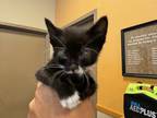 Adopt 55825137 a All Black Domestic Shorthair / Domestic Shorthair / Mixed cat