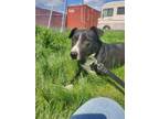 Adopt Denise a Black - with White Pit Bull Terrier / Mixed dog in Yreka
