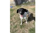 Adopt Nubbs a White - with Black Jack Russell Terrier / Mixed dog in Lebanon