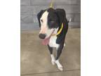 Adopt Duckie a Black Mixed Breed (Large) / Mixed dog in Wichita Falls