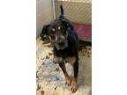 Adopt Roscoe a Black Terrier (Unknown Type, Small) / Hound (Unknown Type) /