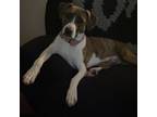 Adopt Rosé a Brindle - with White Bull Terrier / Terrier (Unknown Type