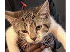 Adopt Charlie a White (Mostly) Tabby / Mixed (short coat) cat in Capitol