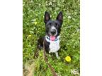 Adopt Tater Tot a Black - with White Border Collie / Terrier (Unknown Type