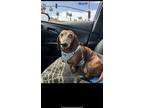 Adopt Frankie a Red/Golden/Orange/Chestnut Dachshund / Mixed dog in La Quinta