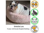 Adopt Gracie Lou - pending a Tricolor (Tan/Brown & Black & White) English