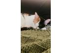 Adopt Pickles a Calico or Dilute Calico American Shorthair / Mixed (short coat)