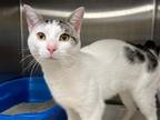 Adopt Basmati a Black & White or Tuxedo Domestic Shorthair / Mixed cat in