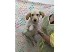 Adopt Geneva a Tan/Yellow/Fawn Labrador Retriever / Mixed dog in Gulfport