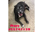 Adopt Maya a Black American Pit Bull Terrier / Mixed Breed (Medium) / Mixed