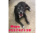 Adopt Maya a Black American Pit Bull Terrier / Mixed dog in Wilkes Barre