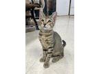 Adopt Gobi a Gray or Blue Domestic Shorthair / Mixed Breed (Medium) / Mixed