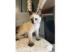 Adopt Katniss a Brown or Chocolate Domestic Shorthair / Siamese / Mixed cat in