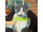 Adopt CATfish a Gray or Blue (Mostly) Domestic Shorthair / Mixed (short coat)