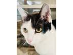 Adopt Paloma a White Domestic Shorthair / Mixed Breed (Medium) / Mixed (short