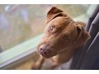 Adopt Gregor a Brown/Chocolate Vizsla / Mixed dog in Phoenix, AZ (41051410)