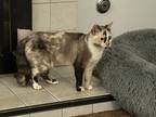 Adopt Jezebel (Jezzy) a Calico or Dilute Calico Calico / Mixed (short coat) cat