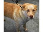 Adopt Martin a Brindle Husky / Mixed Breed (Medium) / Mixed (short coat) dog in