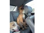 Adopt Scrappie Doo a Tan/Yellow/Fawn - with White American Pit Bull Terrier /