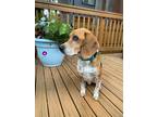 Adopt Raymond a Red/Golden/Orange/Chestnut Beagle / Foxhound dog in Denver