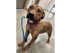 Adopt Penelope a Brown/Chocolate - with Black Black Mouth Cur / Retriever