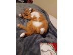 Adopt Toby a Orange or Red Tabby Domestic Shorthair / Mixed (short coat) cat in
