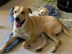 Adopt Koko a Tan/Yellow/Fawn German Shepherd Dog / American Pit Bull Terrier /