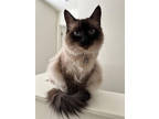Adopt Penelope a Cream or Ivory Ragdoll / Siamese / Mixed (short coat) cat in