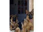 Adopt Windsor and his sister Baylee a Black - with Brown, Red, Golden
