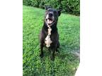 Adopt Bella a Black - with White Australian Cattle Dog / Mixed dog in