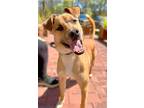 Adopt Maxey a Brown/Chocolate Mixed Breed (Medium) / Mixed Breed (Medium) /