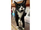 Adopt Kitty Purry 41231 a Domestic Shorthair / Mixed cat in Pocatello