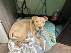 Adopt Staley a Tan/Yellow/Fawn American Staffordshire Terrier / Mixed dog in