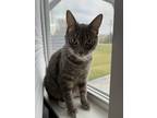 Adopt Rocky a Gray or Blue American Shorthair / Mixed (short coat) cat in